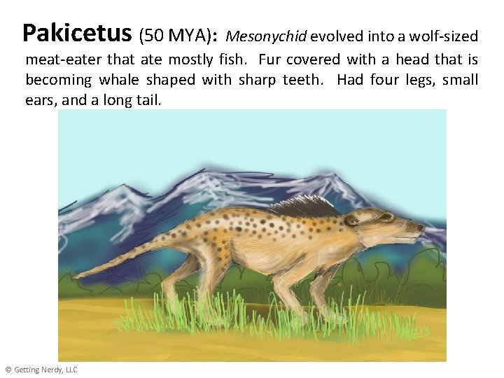 Pakicetus (50 MYA): Mesonychid evolved into a wolf-sized meat-eater that ate mostly fish. Fur