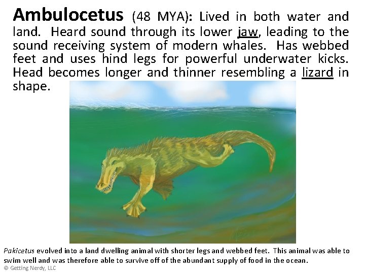 Ambulocetus (48 MYA): Lived in both water and land. Heard sound through its lower