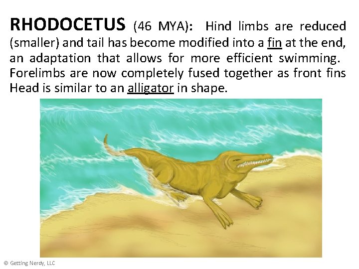 RHODOCETUS (46 MYA): Hind limbs are reduced (smaller) and tail has become modified into