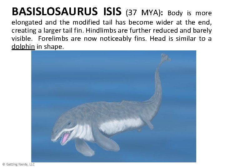 BASISLOSAURUS ISIS (37 MYA): Body is more elongated and the modified tail has become