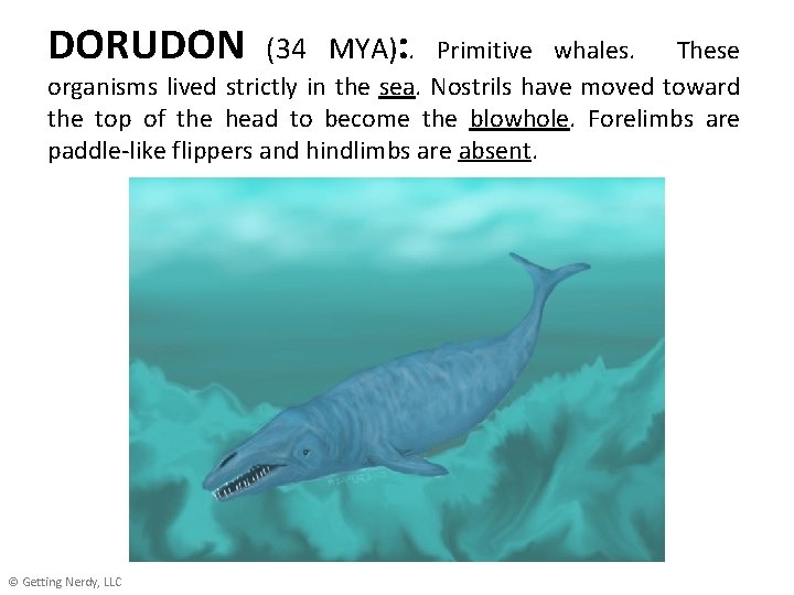 DORUDON (34 MYA): . Primitive whales. These organisms lived strictly in the sea. Nostrils