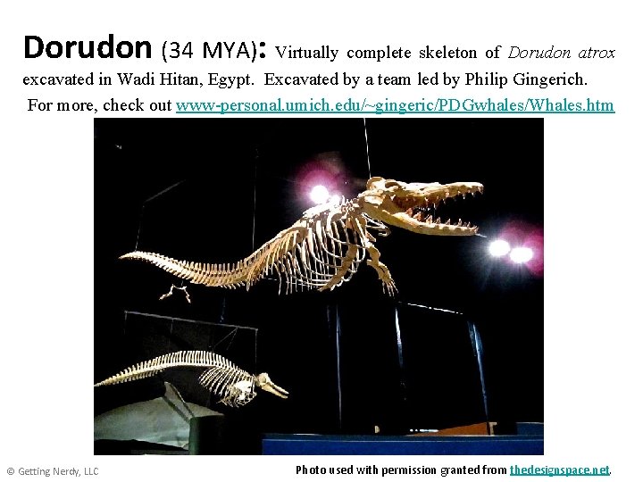 Dorudon (34 MYA): Virtually complete skeleton of Dorudon atrox excavated in Wadi Hitan, Egypt.