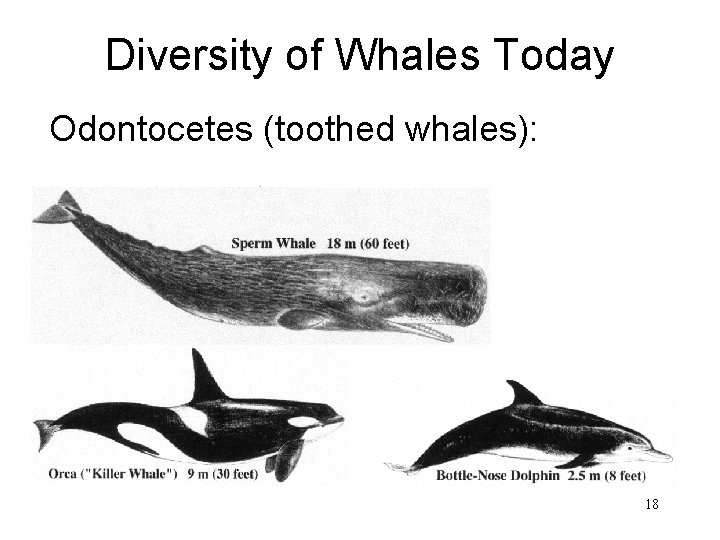 Diversity of Whales Today Odontocetes (toothed whales): 18 