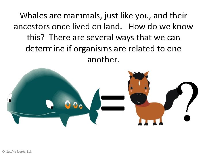 Whales are mammals, just like you, and their ancestors once lived on land. How