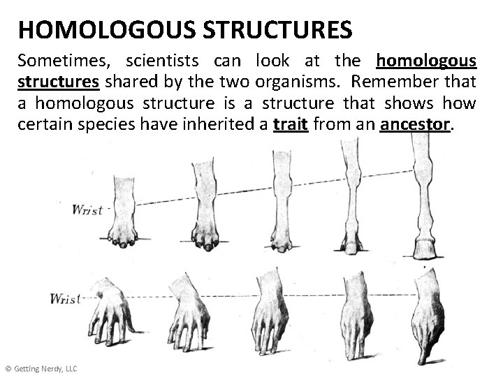 HOMOLOGOUS STRUCTURES Sometimes, scientists can look at the homologous structures shared by the two