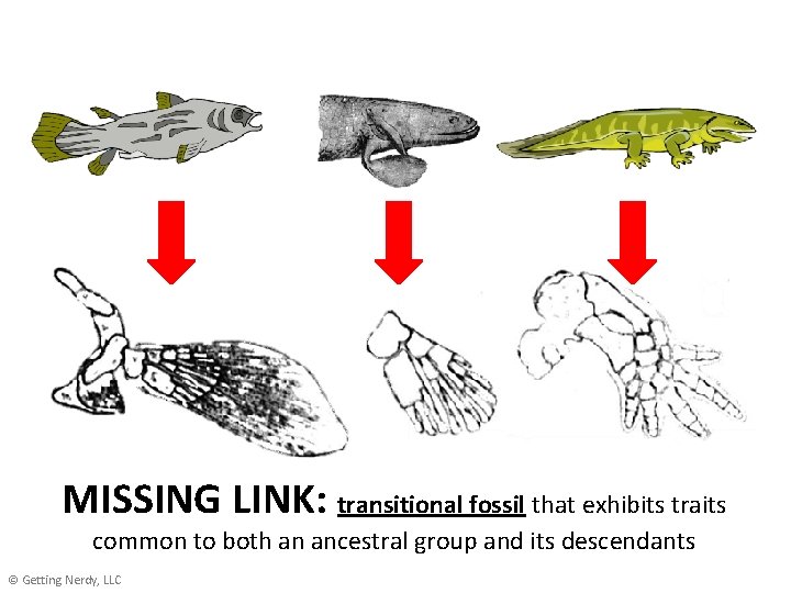 MISSING LINK: transitional fossil that exhibits traits common to both an ancestral group and