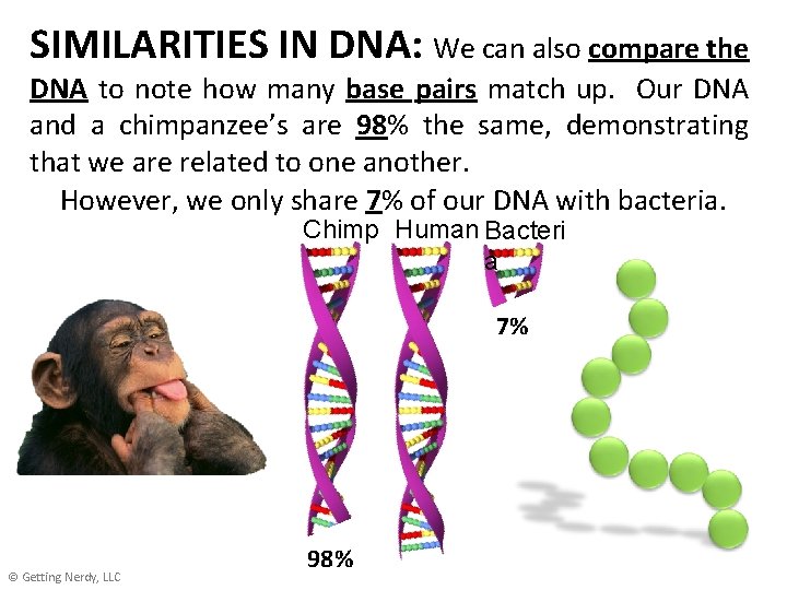 SIMILARITIES IN DNA: We can also compare the DNA to note how many base