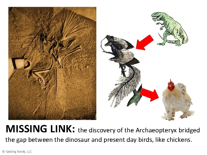 MISSING LINK: the discovery of the Archaeopteryx bridged the gap between the dinosaur and