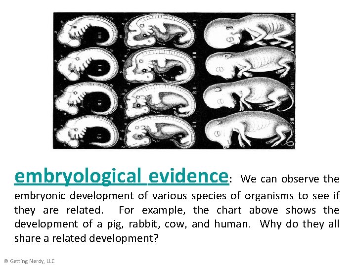 embryological evidence: We can observe the embryonic development of various species of organisms to