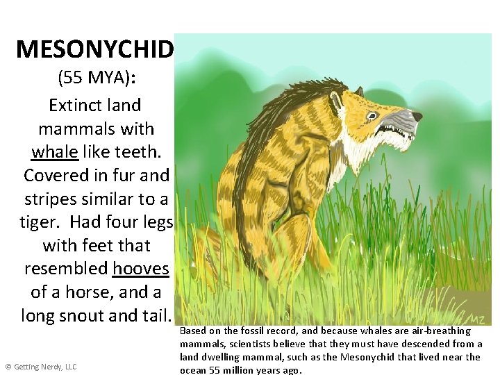 MESONYCHID (55 MYA): Extinct land mammals with whale like teeth. Covered in fur and