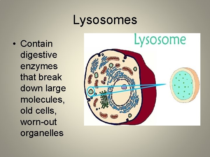 Lysosomes • Contain digestive enzymes that break down large molecules, old cells, worn-out organelles