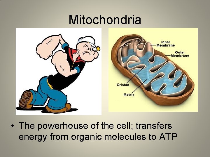 Mitochondria • The powerhouse of the cell; transfers energy from organic molecules to ATP