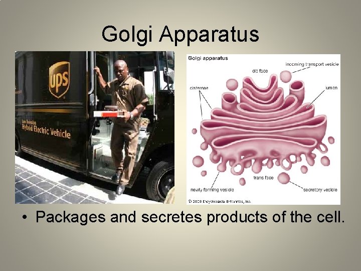 Golgi Apparatus • Packages and secretes products of the cell. 