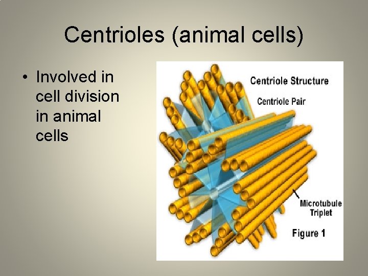 Centrioles (animal cells) • Involved in cell division in animal cells 