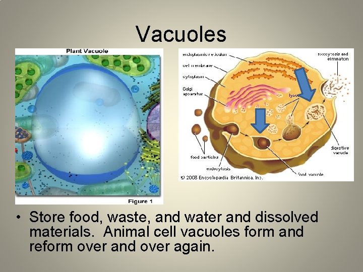 Vacuoles • Store food, waste, and water and dissolved materials. Animal cell vacuoles form