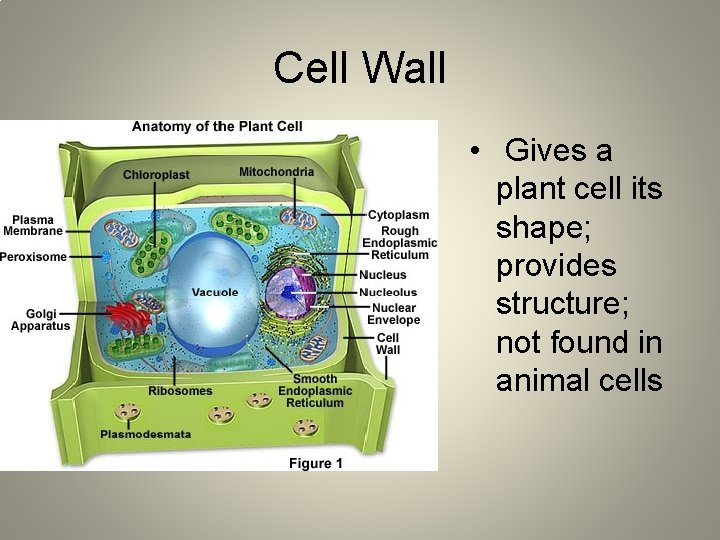 Cell Wall • Gives a plant cell its shape; provides structure; not found in