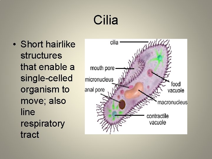 Cilia • Short hairlike structures that enable a single-celled organism to move; also line