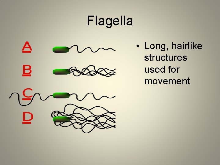 Flagella • Long, hairlike structures used for movement 