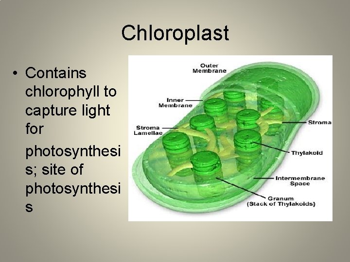 Chloroplast • Contains chlorophyll to capture light for photosynthesi s; site of photosynthesi s