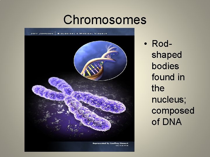 Chromosomes • Rodshaped bodies found in the nucleus; composed of DNA 