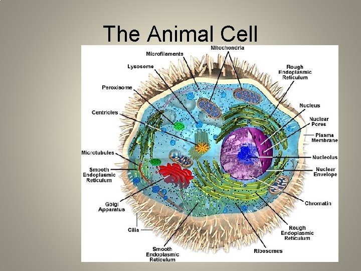 The Animal Cell 