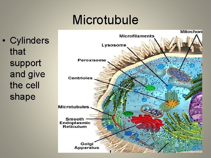 Microtubule • Cylinders that support and give the cell shape 