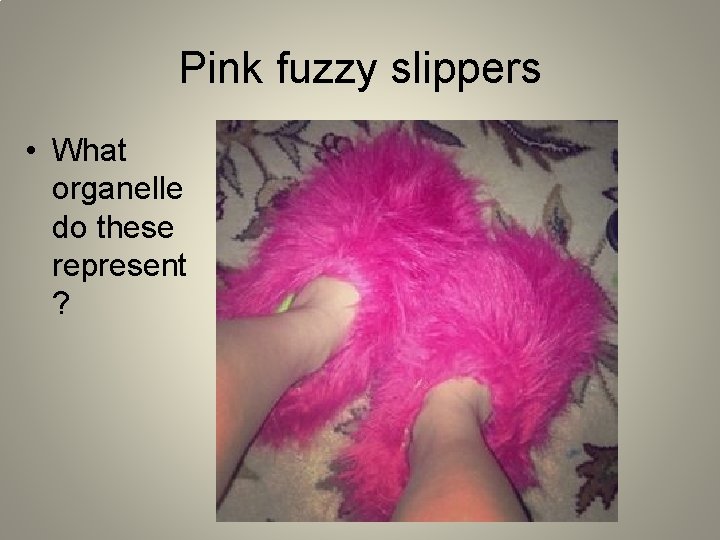 Pink fuzzy slippers • What organelle do these represent ? 