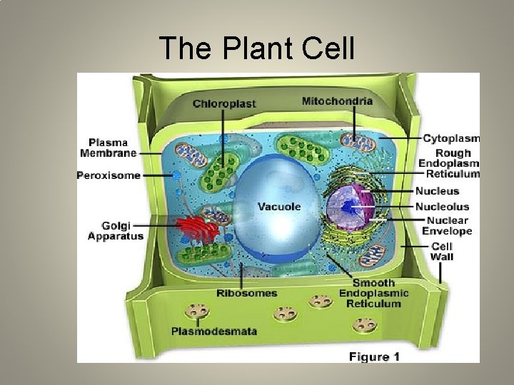 The Plant Cell 