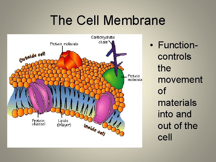 The Cell Membrane • Functioncontrols the movement of materials into and out of the