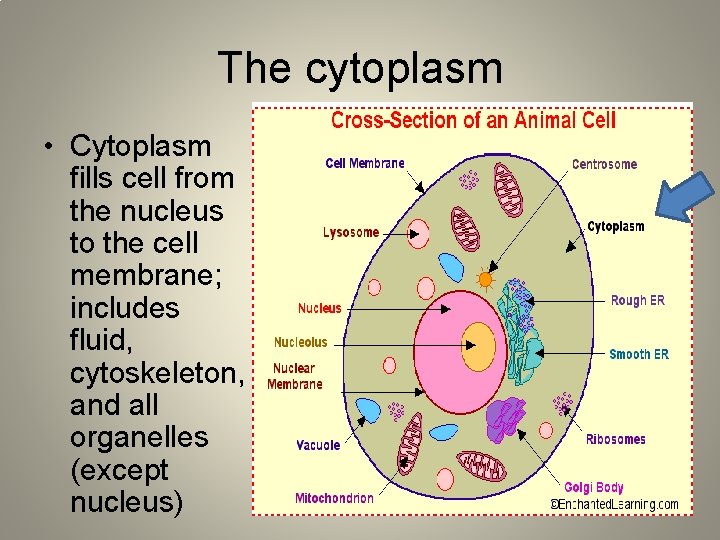 The cytoplasm • Cytoplasm fills cell from the nucleus to the cell membrane; includes