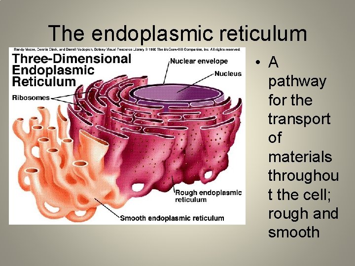 The endoplasmic reticulum • A pathway for the transport of materials throughou t the