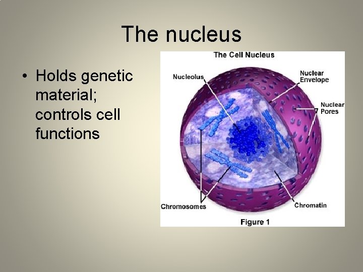 The nucleus • Holds genetic material; controls cell functions 