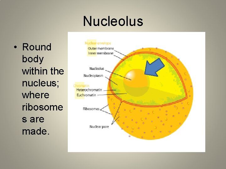 Nucleolus • Round body within the nucleus; where ribosome s are made. 