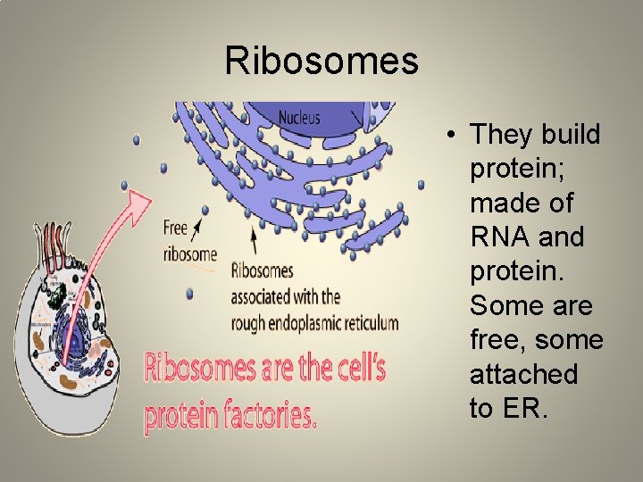 Ribosomes • They build protein; made of RNA and protein. Some are free, some