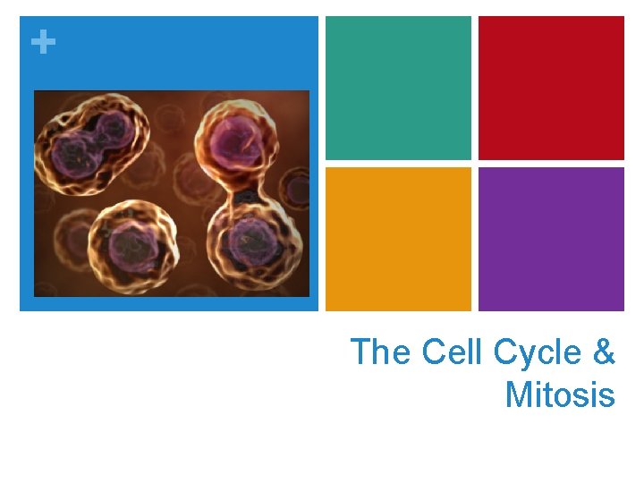 + The Cell Cycle & Mitosis 