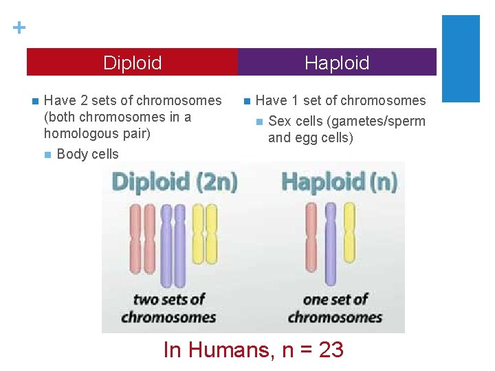 + Diploid n Haploid Have 2 sets of chromosomes (both chromosomes in a homologous