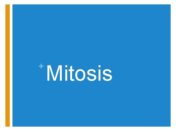+ Mitosis 