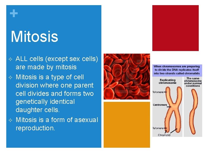 + Mitosis ² ² ² ALL cells (except sex cells) are made by mitosis