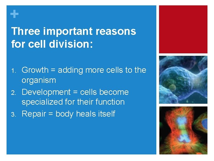 + Three important reasons for cell division: 1. 2. 3. Growth = adding more