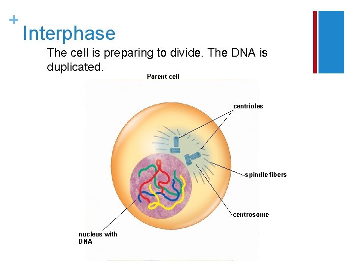 + Interphase The cell is preparing to divide. The DNA is duplicated. Parent cell