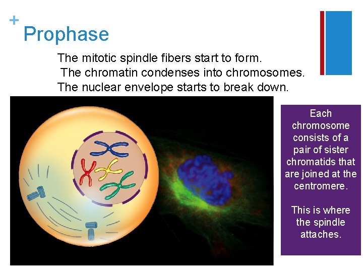 + Prophase The mitotic spindle fibers start to form. The chromatin condenses into chromosomes.