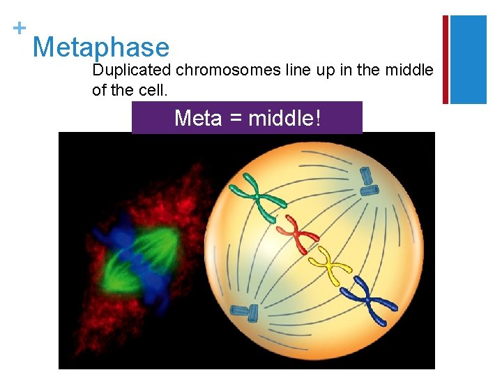 + Metaphase Duplicated chromosomes line up in the middle of the cell. Meta =