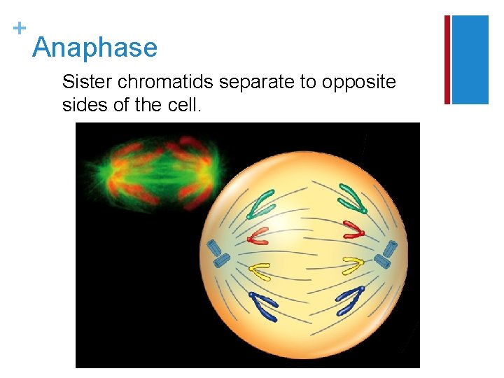 + Anaphase Sister chromatids separate to opposite sides of the cell. 