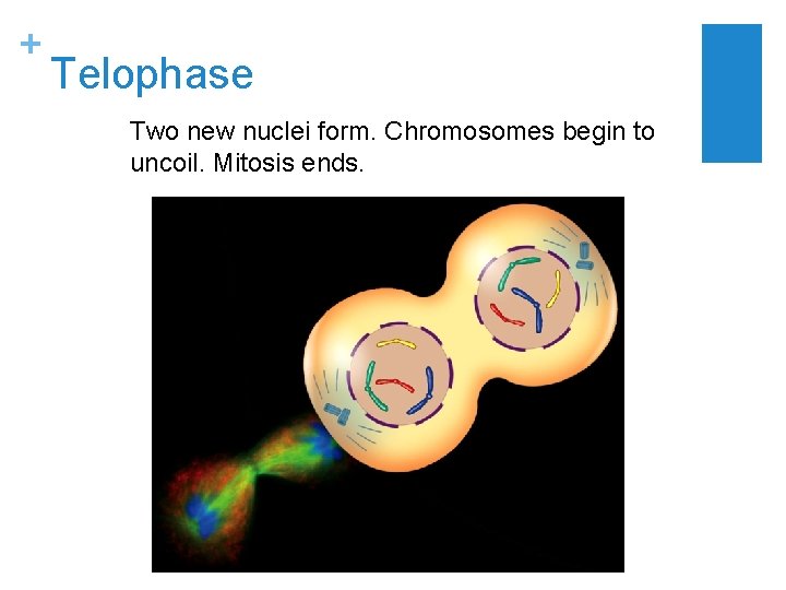 + Telophase Two new nuclei form. Chromosomes begin to uncoil. Mitosis ends. 