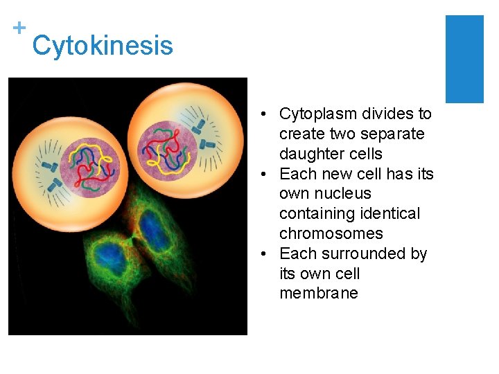 + Cytokinesis • Cytoplasm divides to create two separate daughter cells • Each new