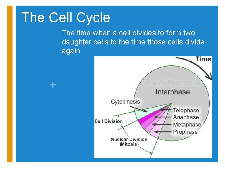 The Cell Cycle The time when a cell divides to form two daughter cells