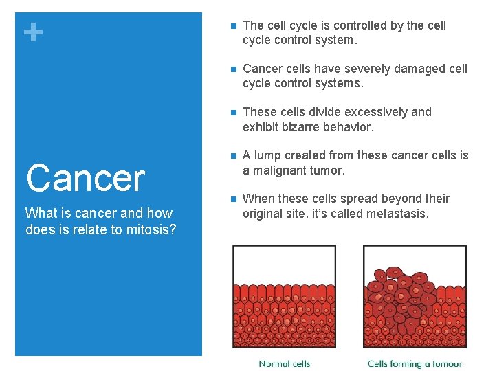 + Cancer What is cancer and how does is relate to mitosis? n The