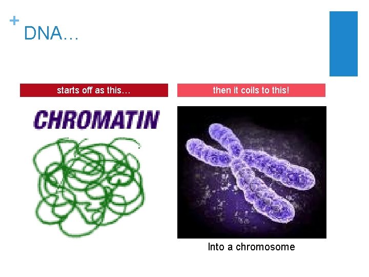 + DNA… starts off as this… then it coils to this! Into a chromosome