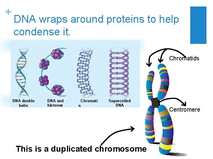 + DNA wraps around proteins to help condense it. Chromatids DNA double helix DNA