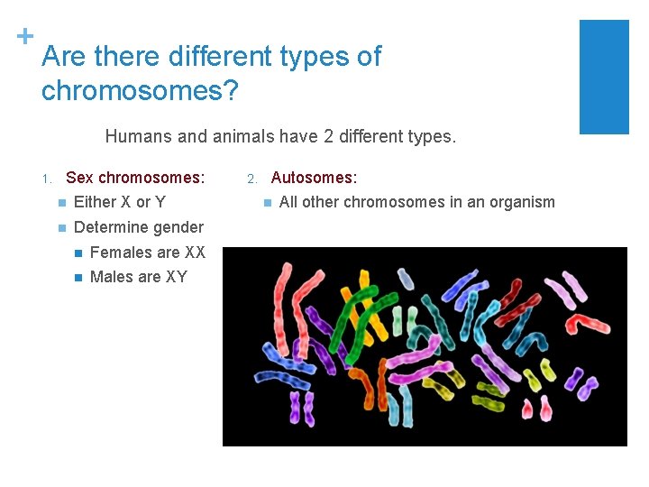 + Are there different types of chromosomes? Humans and animals have 2 different types.